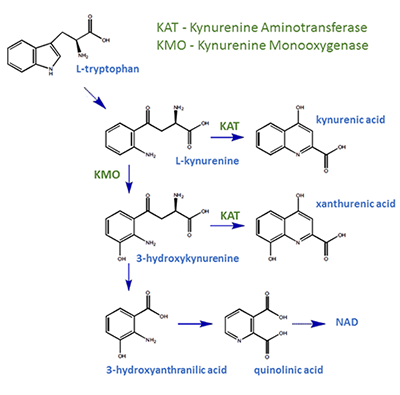 Kynurenine Pathway