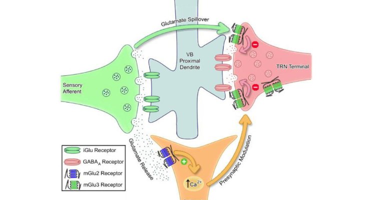 Astrocytes at the synapse