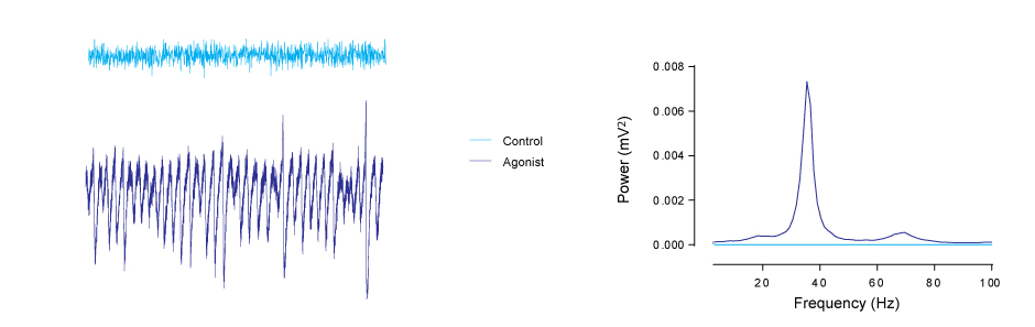 Hippocamal gamma oscillations