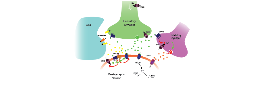 dose-response curve for GPCR agonist, positive allosteric modulator and antagonist